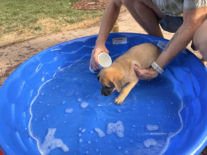 chinook dog